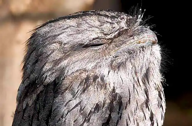 Tawny Frogmouth (Podargus strigoides)