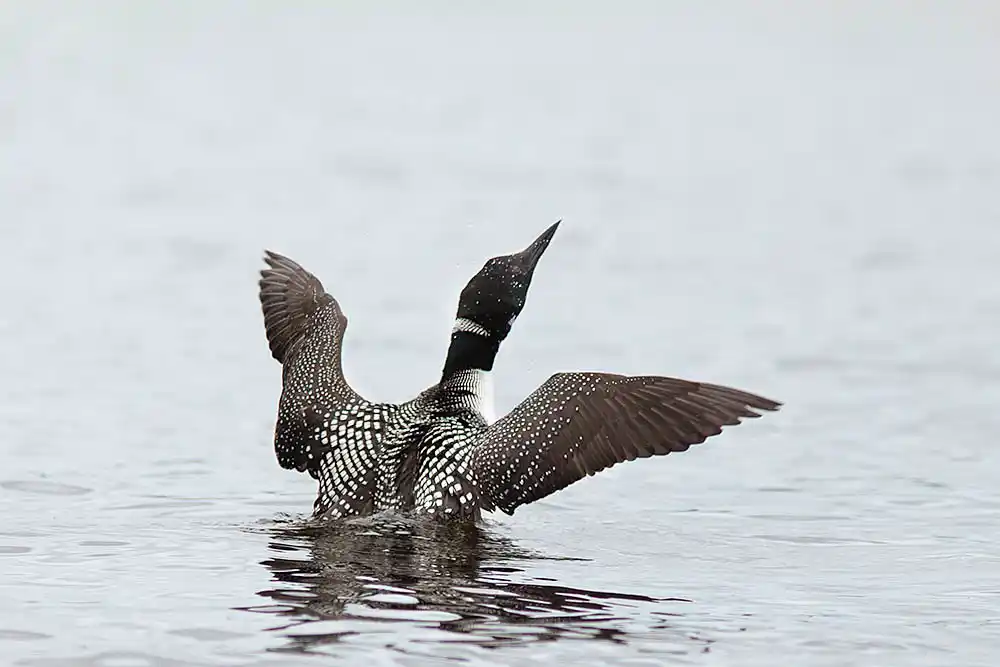 Common Loon (Gavia immer)