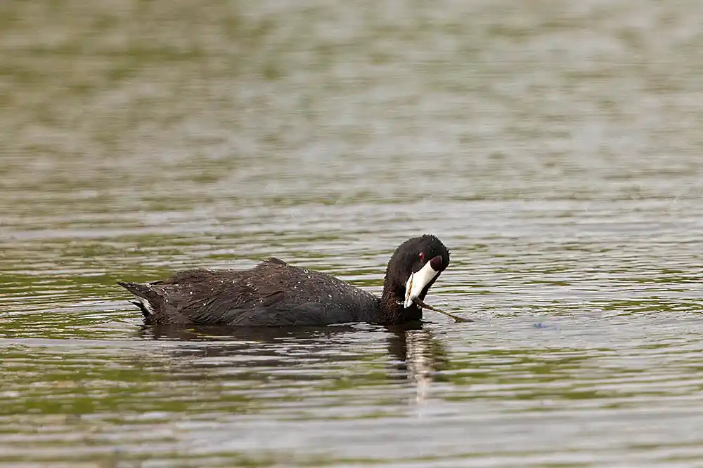 American Coot (Fulica americana) feeding on pond algae.