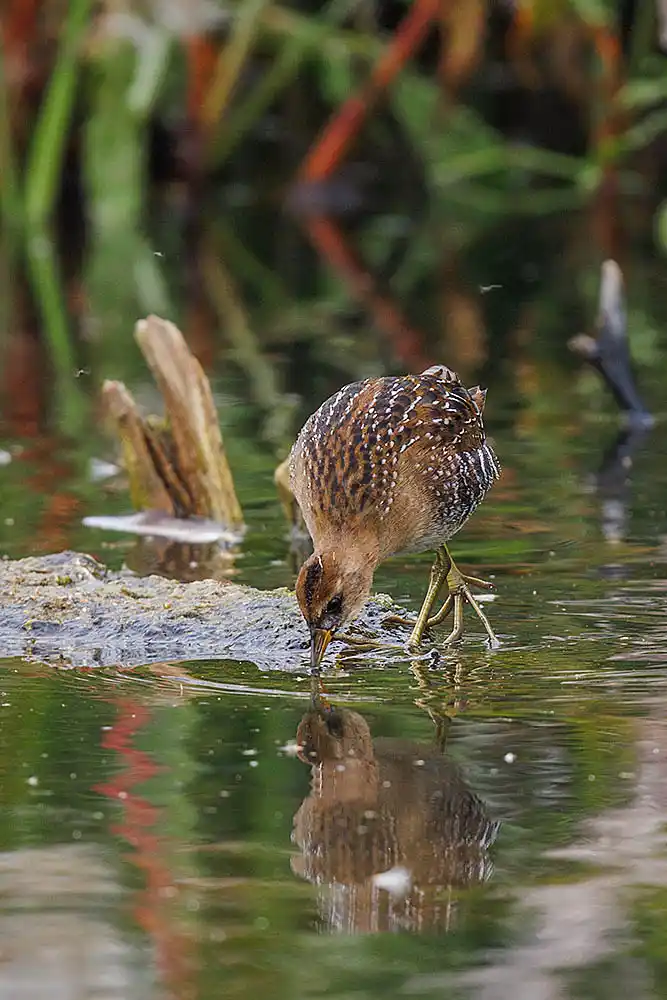 Yellow Rail (Coturnicops noveboracensis)