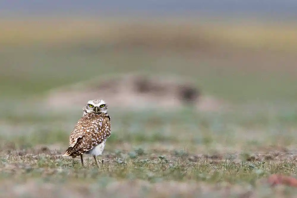 Burrowing Owl (Athene cunicularia) in Black-tailed Prairie Dog (Cynomys ludovicianus) colony.