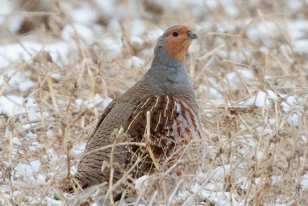 Grey Partridge (Perdix perdix)