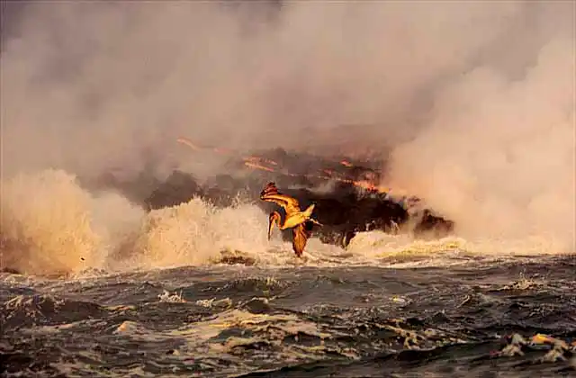 Brown Pelican (Pelecanus occidentalis) feeding on fish killed by lava flow.