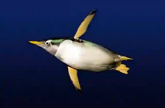 Gentoo Penguin (Pygoscelis papua) swimming underwater.