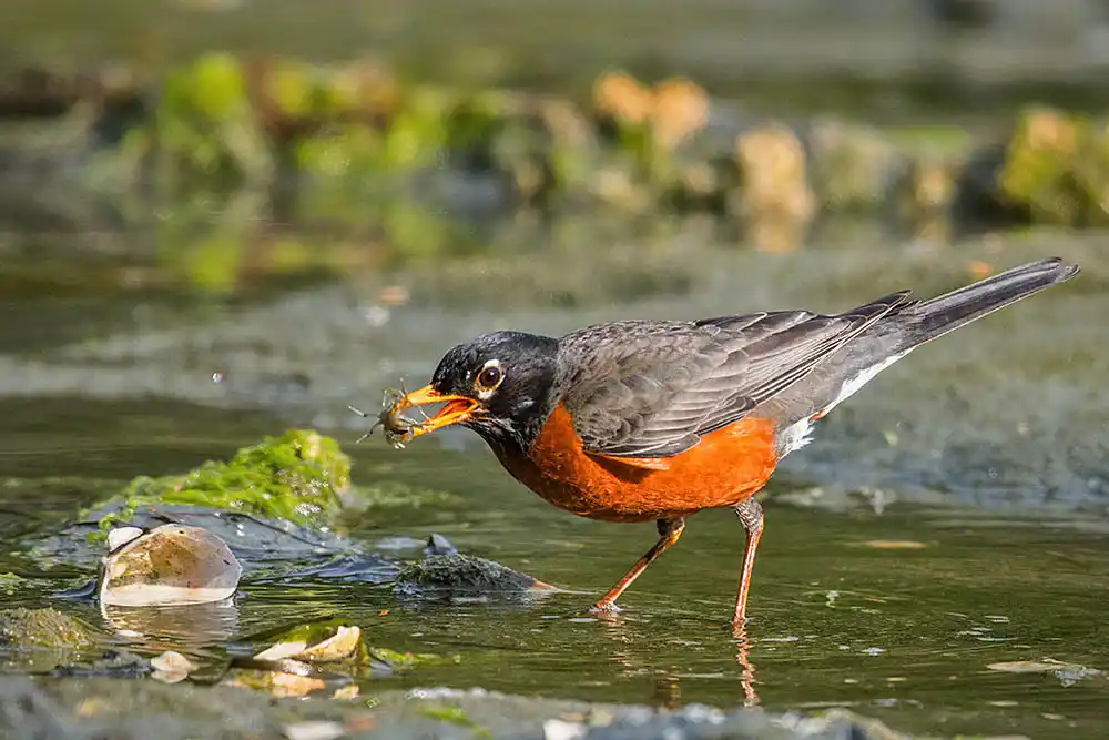 American Robin (Turdus migratorius) eating a juvenile crab, possibly the invasive European Green Crab (Carcinus maenas).