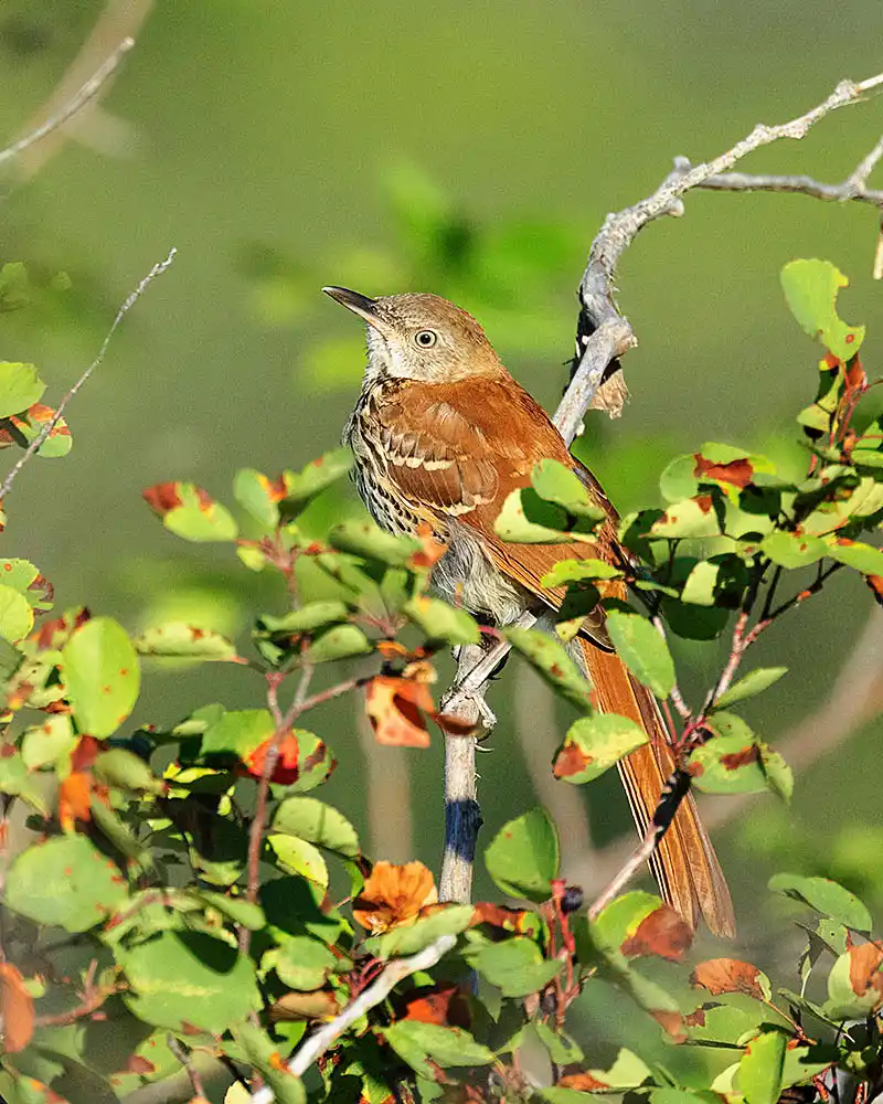 Brown Thrasher (Toxostoma rufum)