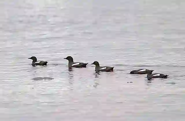 Black Guillemots (Cepphus grylle)