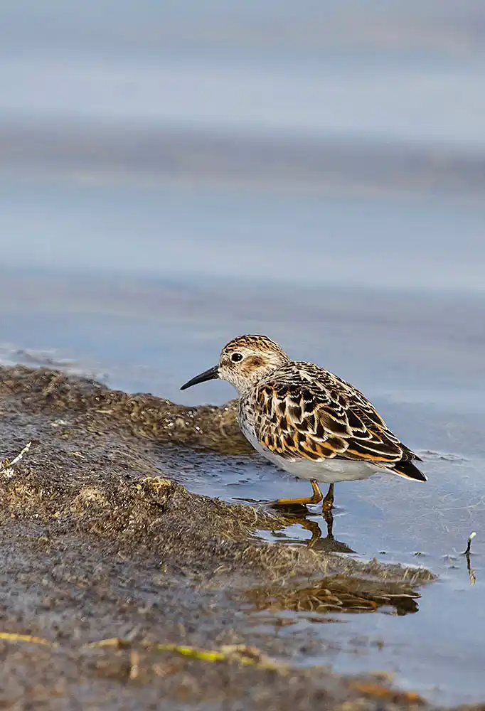 Semipalmated Sandpiper (Calidris pusilla)