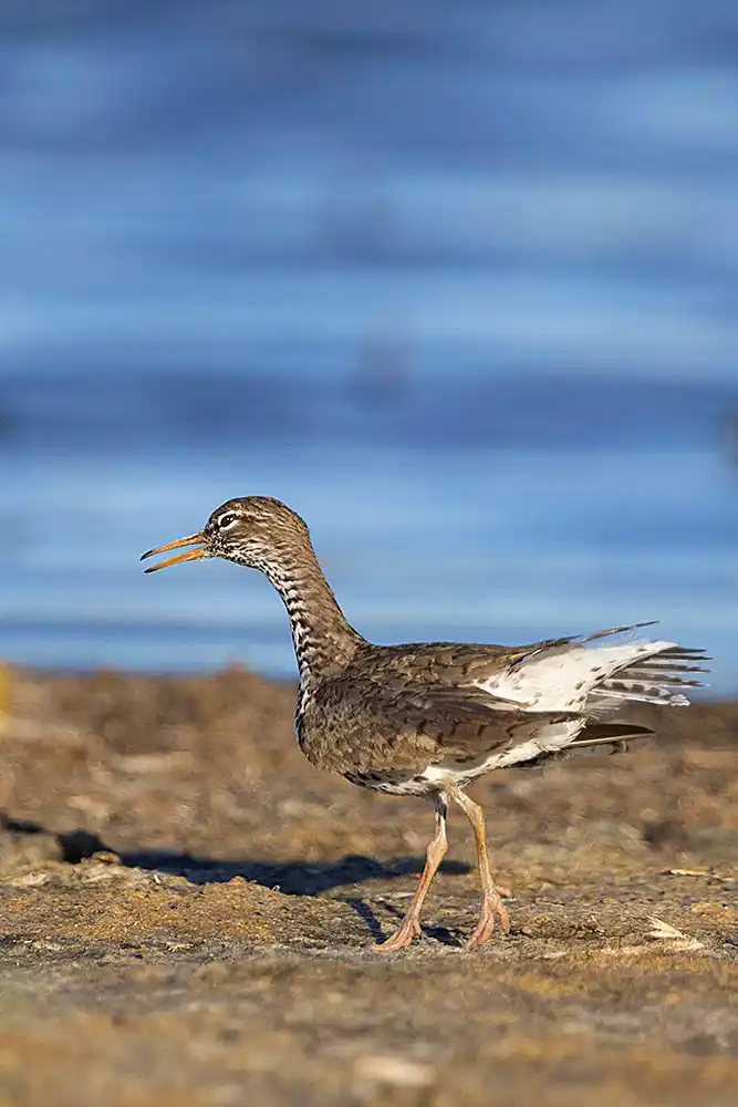 Spotted Sandpiper (Actitis macularius) in alert or alarm pose.