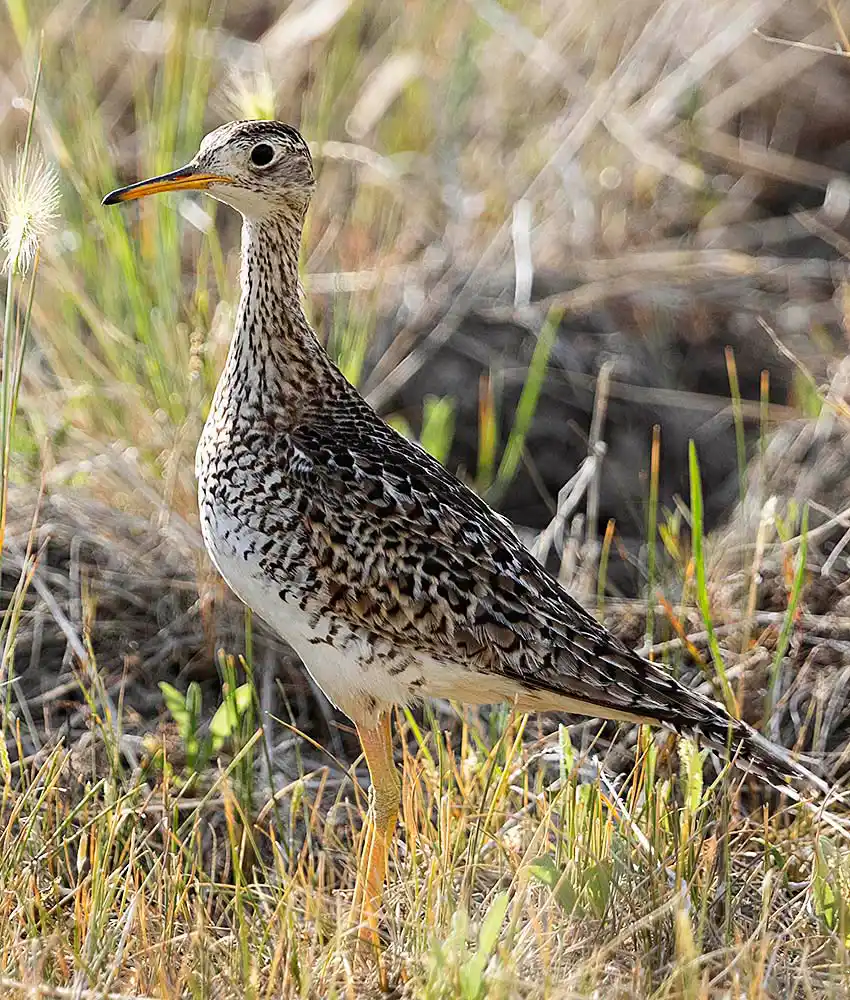 Upland Sandpiper (Bartramia longicauda)