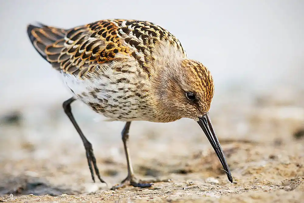 Dunlin (Calidris alpina) foraging on edge of slough in Arctic tundra.