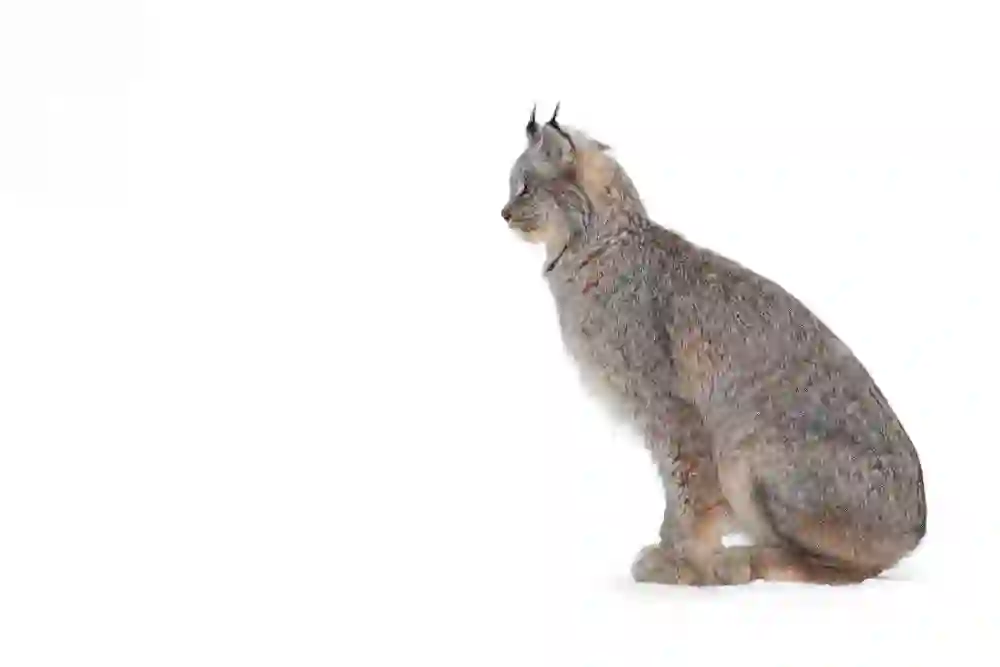 Canada Lynx (Lynx canadensis) profile, sitting on winter snow.
