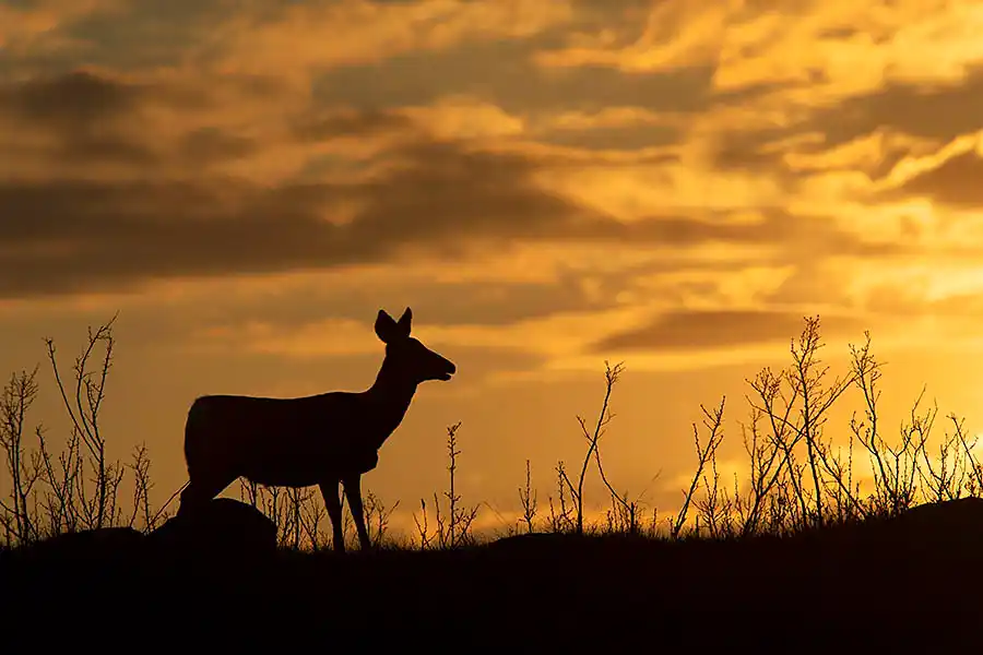 Mule Deer (Odocoileus hemionus) doe feeding on ridge at sunset.