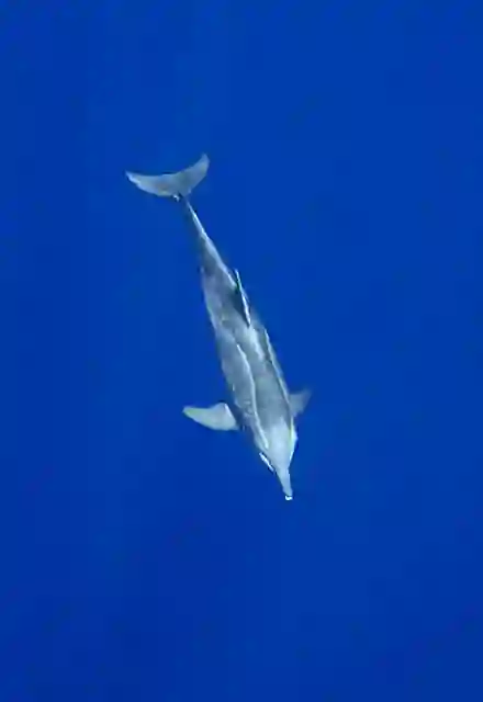 Rough-toothed Dolphin (Steno bredanensis)