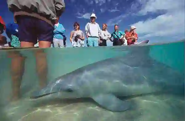 Bottlenose Dolphin (Tursiops truncatus) visiting ranger and tourists at beach.