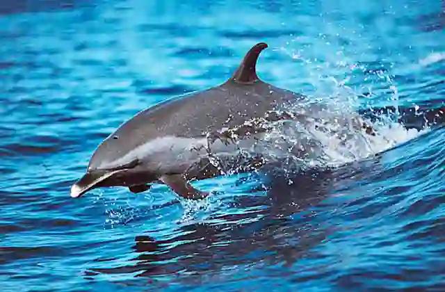Pacific Spotted Dolphin (Stenella attenuata) Jumping in boat wake.