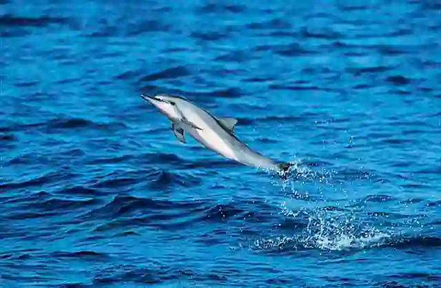 Long-snouted Spinner Dolphin (Stenella longirostris) leaping.