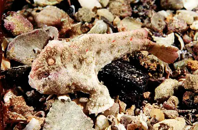 Warty Handfish (Brachionichthys verrucosus) Juvenile. Rare species.
