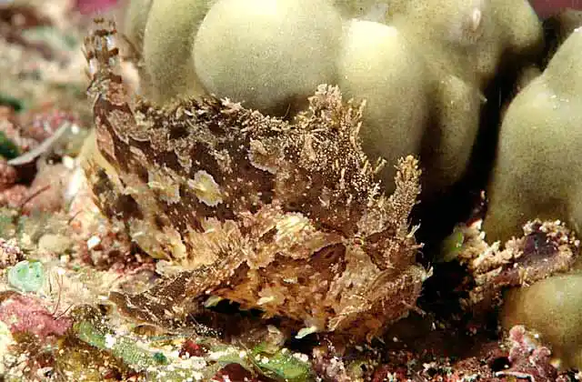 Sargassum Anglerfish (Histrio histrio)