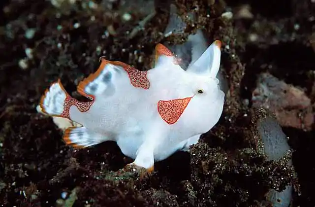Clown Anglerfish (Antennarius maculatus)