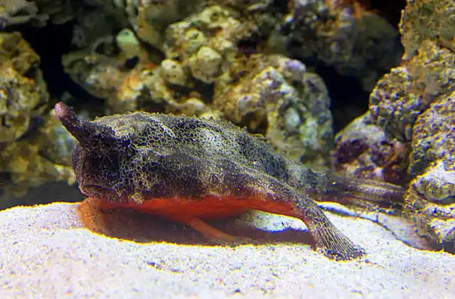Redbelly Batfish (Ogcocephalus nasutus)