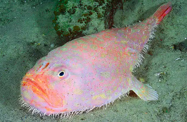 Furry Coffinfish (Chaunax endeavouri). Deepwater anglerfish species.