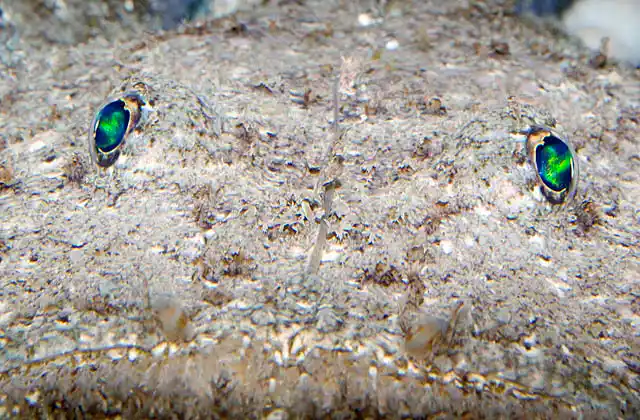Blackmouth Goosefish (Lophiomus setigerus) portrait.