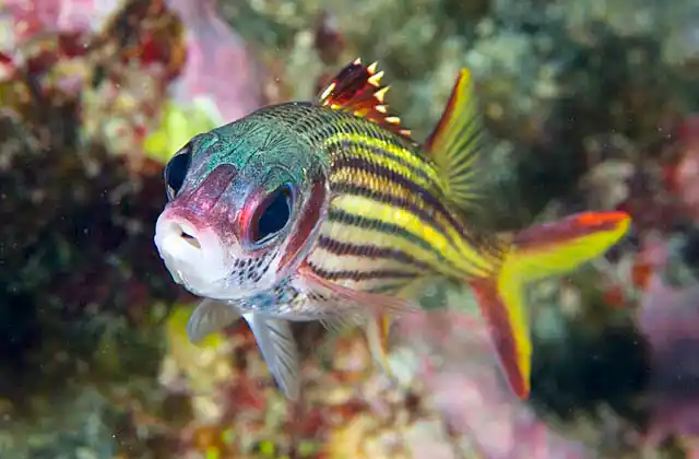 Spotfin Squirrelfish (Neoniphon sammara)
