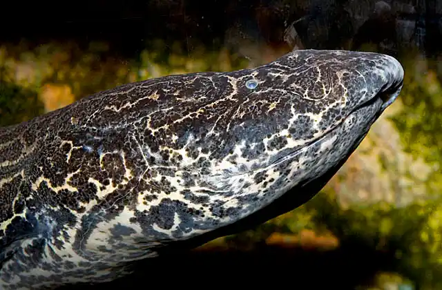African Lungfish (Protopterus aethiopicus)