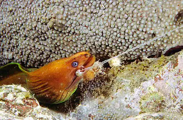 Green Moray Eel (Gymnothorax prasinus) Juvenile caught on discarded fishing line.