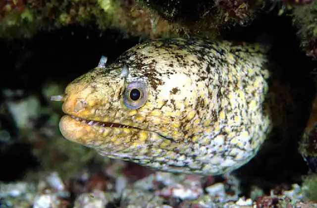 Fine Spotted Moray (Gymnothorax dovii)
