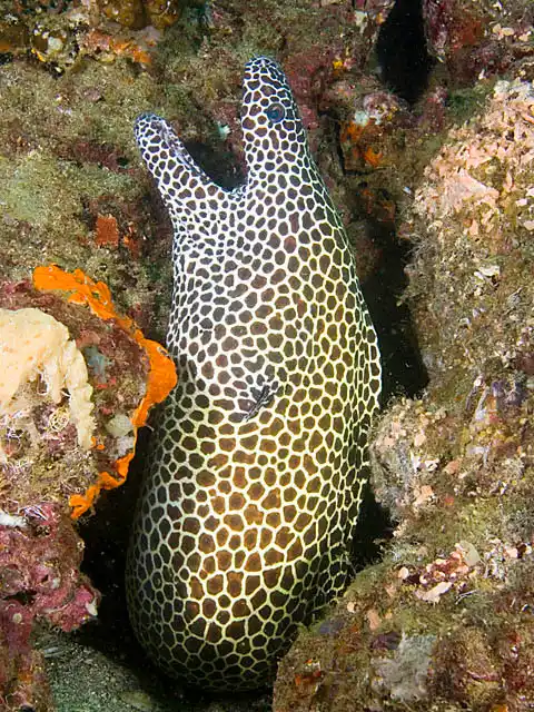 Blackspotted Moray (Gymnothorax favagineus) or Honeycomb Moray.