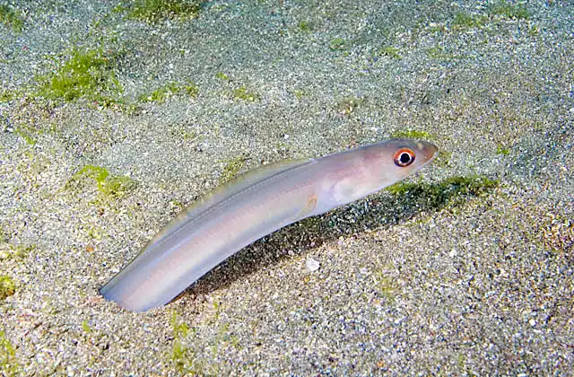 Sea Conger (Ariosoma anagoides) emerging from sand burrow.