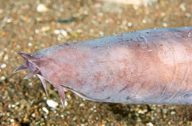 Okinawa Hagfish (Eptatretus okinoseanus) portrait. Blind deepwater scavenger. Member of the small but unique group of jawless fishes.  in 300 to 1000+ meters.