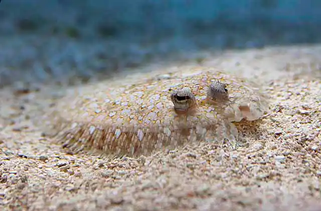 Flowery Flounder (Bothus mancus) with colour and pattern to match sandy sea bed.