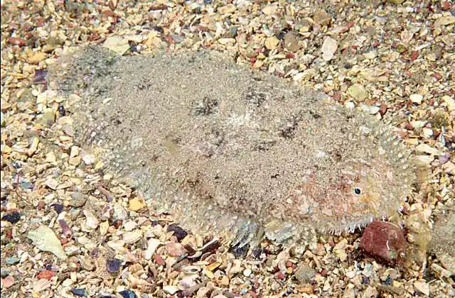 Southern Peacock Sole (Pardachirus heleyi)