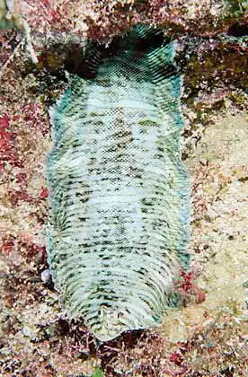 Small-headed Sole (Aesopia microcephala)