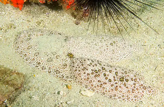 Finless Sole (Pardachirus marmoratus) or Moses Sole. Large female with two males in courting behaviour.