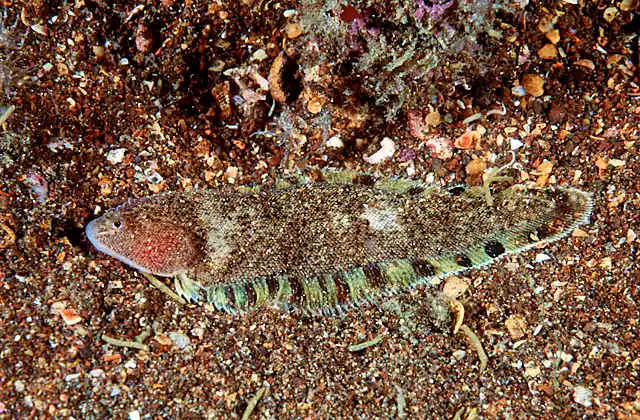 Inkspot Tonguefish (Symphurus atramentatus)