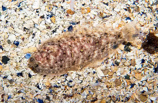 Speckled Sanddab (Citharichthys stigmaeus)