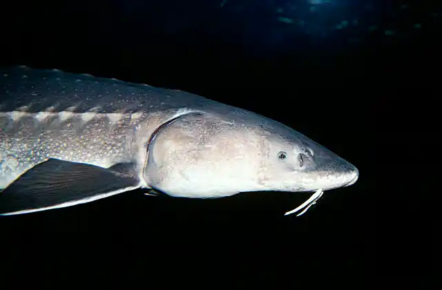 White Sturgeon (Acipenser transmontanus) Anadromous species. Grows to 6m and 816kg. Feeds on worms, shrimp, molluscs and invertebrates.