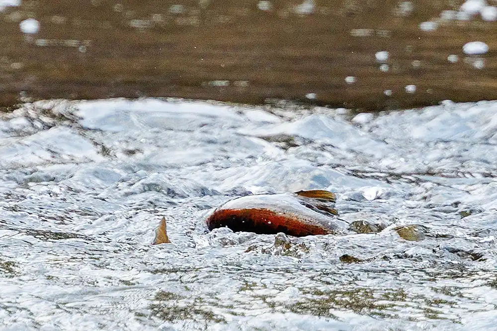 White Sucker (Catostomus commersonii) during spawning in river.