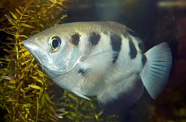 Largescale Archerfish (Toxotes chatareus)