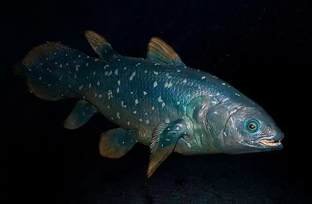 Coelacanth (Latimeria chalumnae)