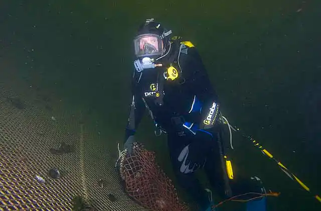 Commercial diver working inside floating pen used to cultivate Salmon for aquaculture industry.