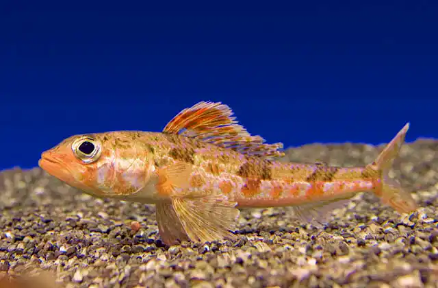Japanese Thread-sail Fish (Aulopus jaonicus)
