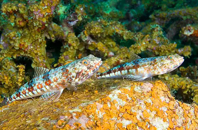 Lighthouse Lizardfish (Synodus jaculum)