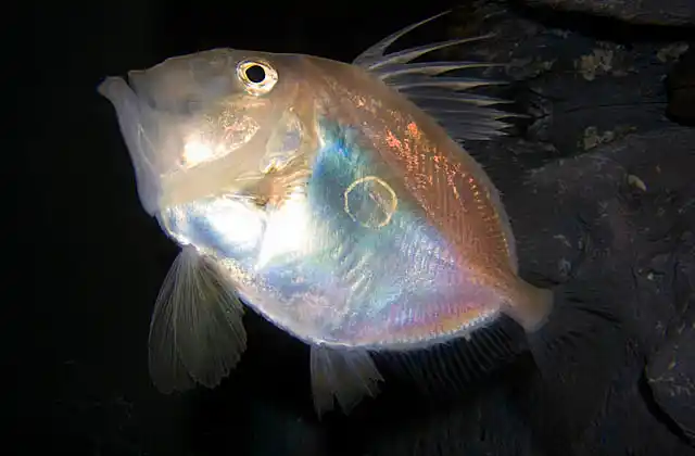 John Dory (Zeus faber)