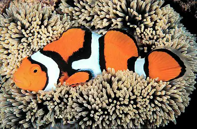 Clown Anemonefish (Amphiprion percula) on Magnificent Sea Anemone (Heteractis magnifica)