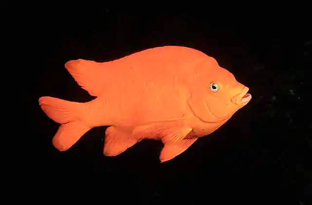 Garibaldi (Hypsypops rubicundus) 